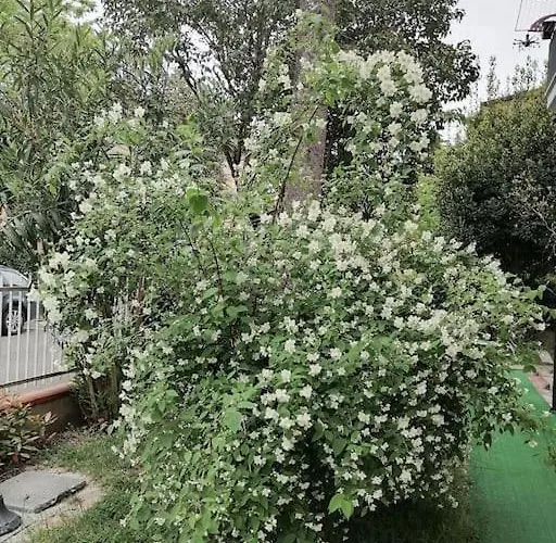 Il Gelsomino Римини