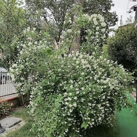 Il Gelsomino 里米尼