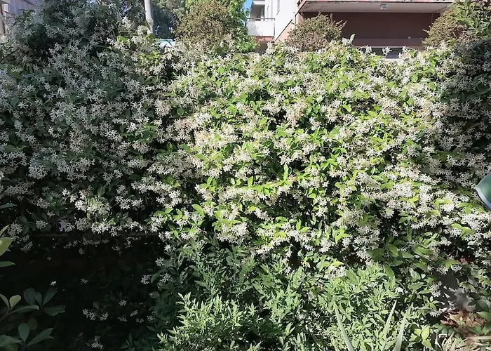 Il Gelsomino Apartamento *