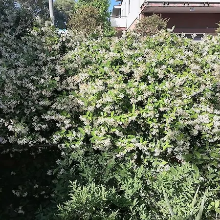 Il Gelsomino Lägenhet *